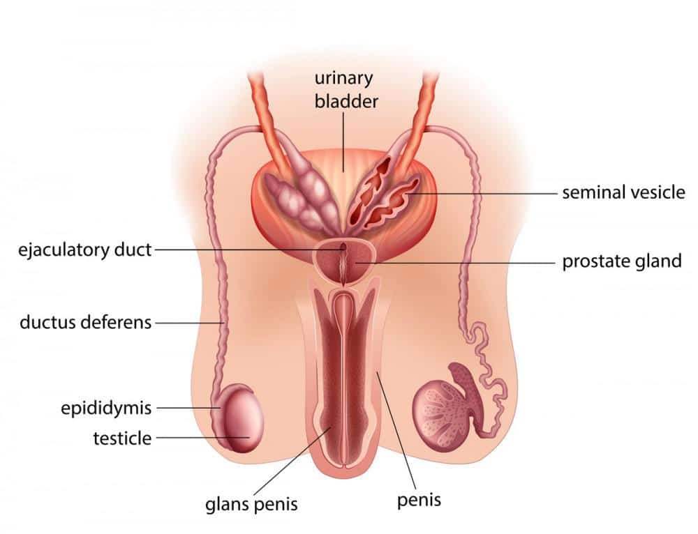 How Erections Work and Why (Sometimes) They Don’t 6449abf2e70ed.jpeg